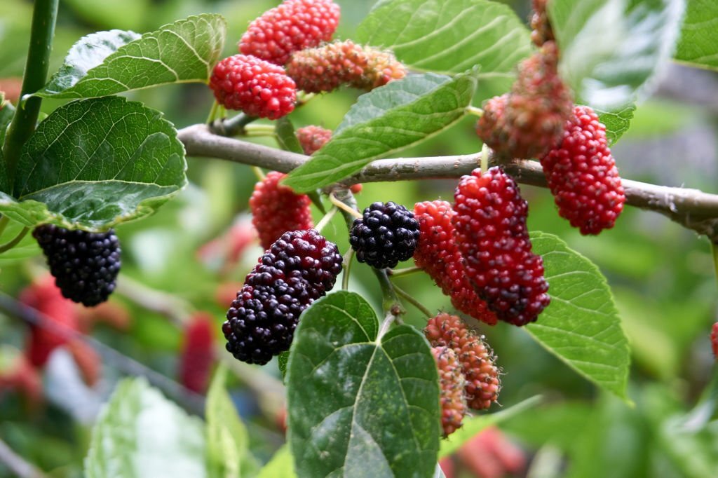 Mulberry Silk vs. Muga Silk and it's relevance to UAE market